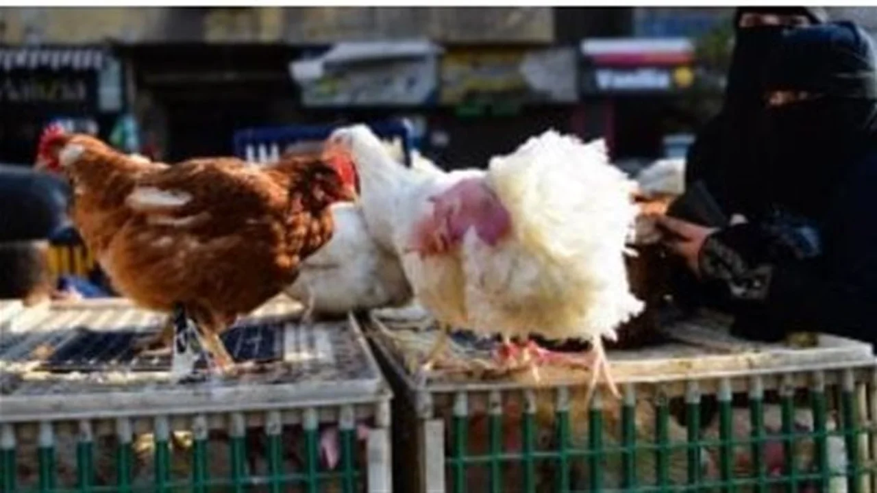 تحديث بورصة الدواجن.. أسعار الفراخ البيضاء والبلدي وتوقعات الخبراء لحركة الأسواق اليوم